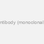 Monoclonal TFF3 Antibody (monoclonal) (M01), Clone: 3D9